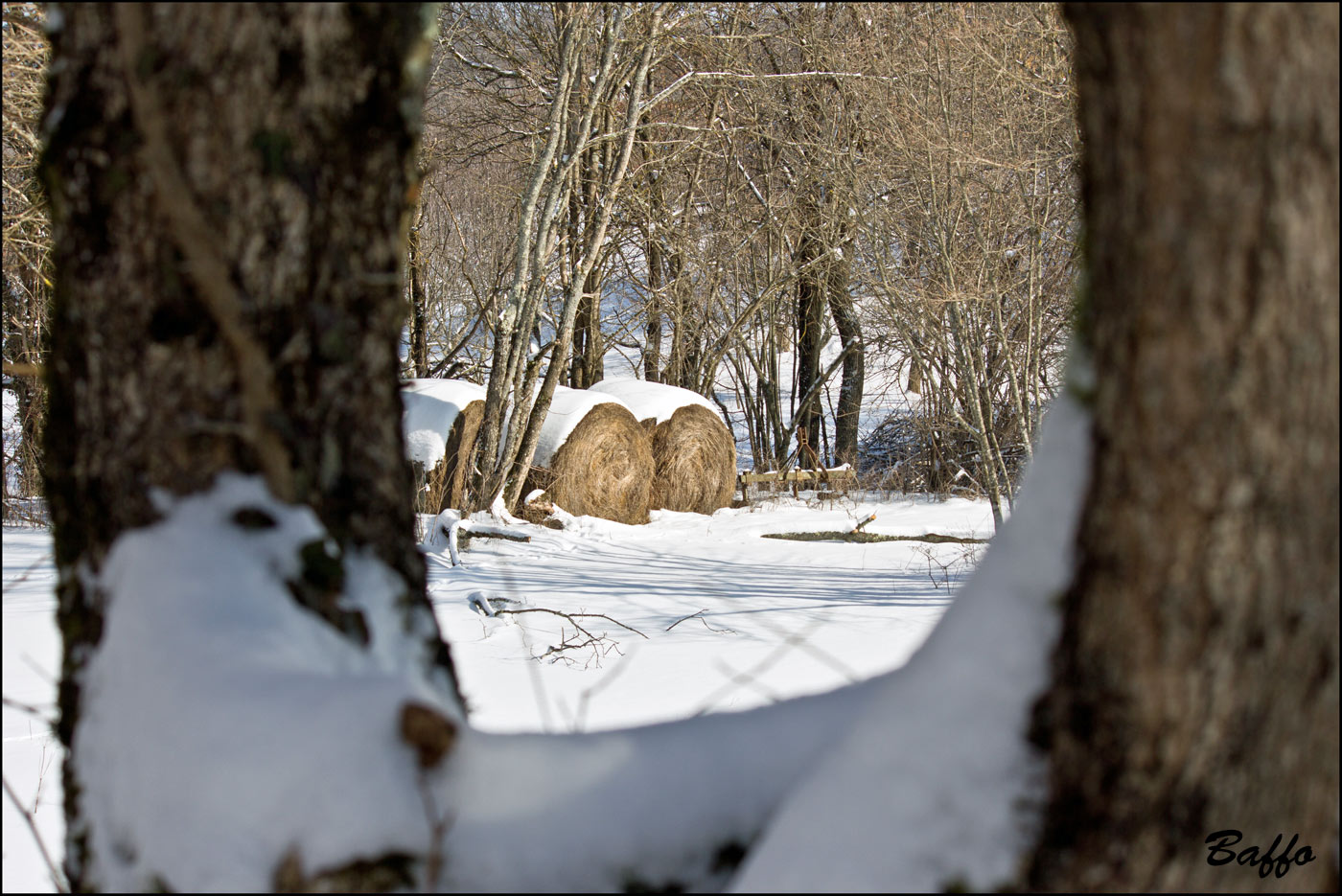 Alberi d''inverno... un invito